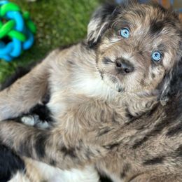 Blueie Vuitton - Blue merle Aussiedoodle puppy in Martin County, Florida from Biggie Ranch