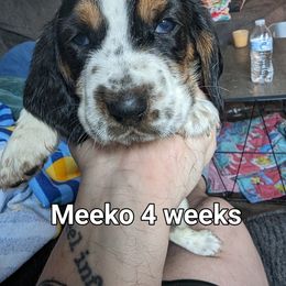 Meeko - Black brown and white Basset Hound puppy in Cardington, Ohio from Buckeye Bassets 419