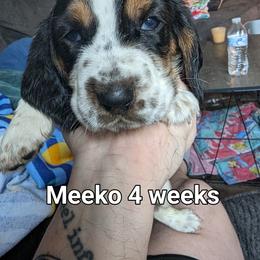 Meeko - Black brown and white Basset Hound puppy in Cardington, Ohio from Buckeye Bassets 419
