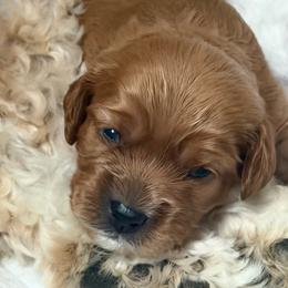 Jaguar (Jag) - Red male Cavapoo puppy in Avon, Indiana from Puppylove for Doodles