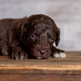 Pastel - Brown and white female Aussiedoodle puppy in Roebuck, South Carolina from Dani's Dandy Doodles
