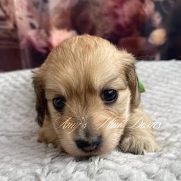 Reba AKC - Cream female Dachshund puppy in Jena, Louisiana from Amy’s Mini Doxies