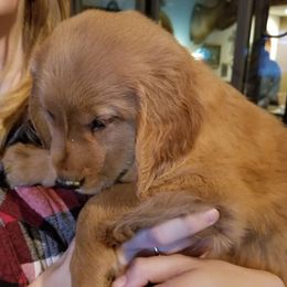 Golden Retriever and Goldendoodle Puppies from Doodles at Dewey Acres