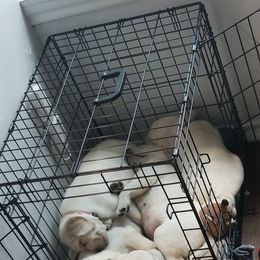 Labrador Retriever Puppies from A.L. English Labradors