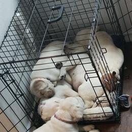 Labrador Retriever Puppies from A.L. English Labradors