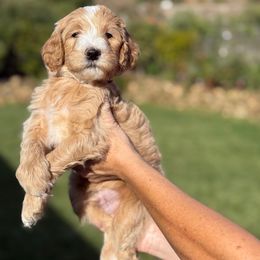 Hank- cream collar - Red  male Goldendoodle puppy in Yuciapa, California from AlltheDoodlez_