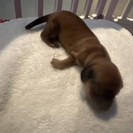 Girl 1 - Red female Dachshund puppy in Summit, South Carolina from Doxies4Paws