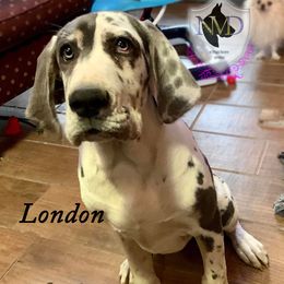 London - Great Dane