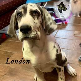 London - Great Dane