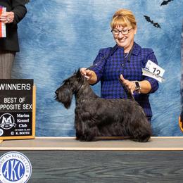 Jade - Scottish Terrier