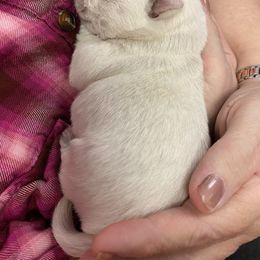 West Highland White Terrier puppies from BlueBelle's Canine Companions