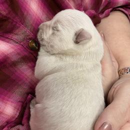West Highland White Terrier puppies from BlueBelle's Canine Companions