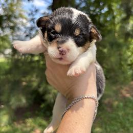 Hazel - Black and white female American Corgi puppy in Foreman Ar., Arkansas from Grassy Lake Corgis