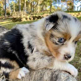 Australian Shepherd Puppies from Scooters Aussies