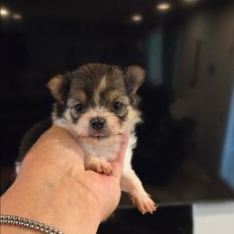 Stary - Black & tan tri-color female Maltipoo puppy in Sedro Woolley, Washington from Absher Ranch