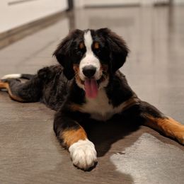 Gracie - Bernese Mountain Dog