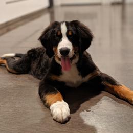 Gracie - Bernese Mountain Dog