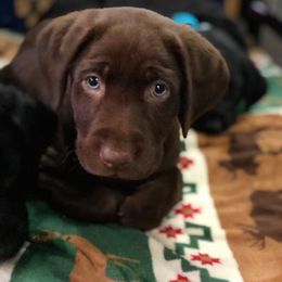 Labrador Retriever Puppies from Harvest Moon Farm