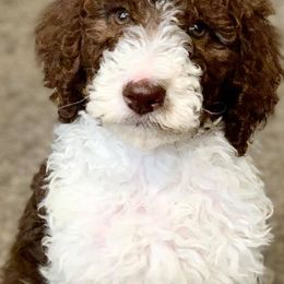 Poodles from Loving Poodles TN