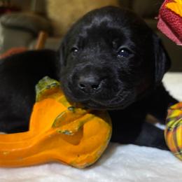 Banana Puddin' - Black female Labrador Retriever puppy in Taylors, South Carolina from Spring Water Labs of the Carolinas