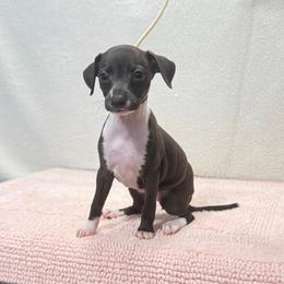 OOOBaby - Black female Italian Greyhound puppy in Vienna, Georgia from Marchwind Farm