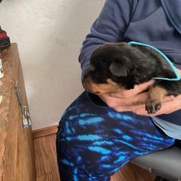 Boy 3 - Black and mahogany male Rottweiler puppy in Cartersville, Virginia from Vom Heldenhaft Rottweilers
