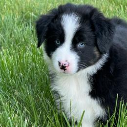 Black Tri 2 - Black tri-color female Australian Shepherd puppy in Rolla, Missouri from Lazy J Aussies