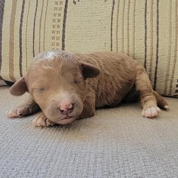 Lyra - Apricot female Goldendoodle puppy in Mayville, Michigan from Guiding Light Doodles