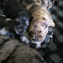 Female 1 - Black female Havapoo puppy in Medina, Ohio from Momma's Minis