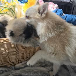 Pomsky Puppies from Amazing High Desert Pomskys