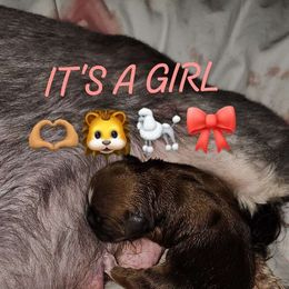 Peaches (Cause she's Fuzzy,Round and Sweet) - Black gold and white Shih Tzu puppy in Burlington, North Carolina from AhandfulofLoveBreeders