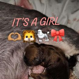 Peaches (Cause she's Fuzzy,Round and Sweet) - Black gold and white Shih Tzu puppy in Burlington, North Carolina from AhandfulofLoveBreeders