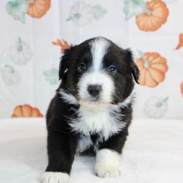 Woodstock - Black tri male Miniature Australian Shepherd puppy in Bauxite, Arkansas from J & B Mini Aussies