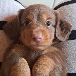 3,000... Benny - Chocolate and tan male Dachshund puppy in Winter Haven, Florida from Gateway 2 Little Paws