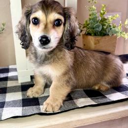 Red collar male - Cream male Dachshund puppy in Wylie, Texas from Karas Royal Dachshunds