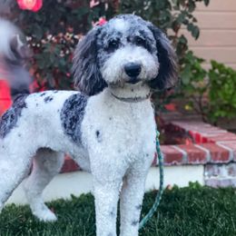 Maggie - Goldendoodle