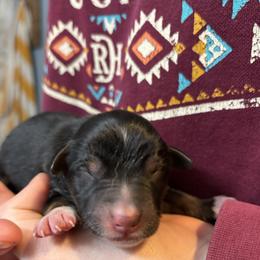 Bandit - Black tri male Miniature Australian Shepherd puppy in North Lakeport, California from Wild Rose Ranch