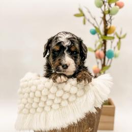 Wyoming - Tri-color male Bernedoodle puppy in Hudson, Indiana from TurkeyCreek-K9