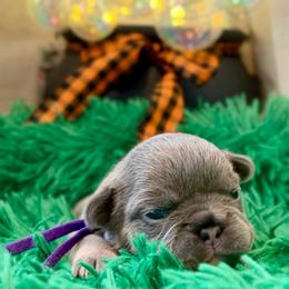 Violet - Blue female French Bulldog puppy in Claremore, Oklahoma from Frenchie Frys