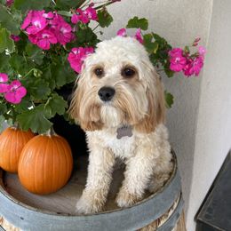 Poppy - Cavapoo