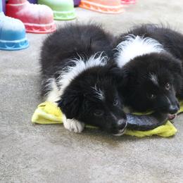 Border Collie Puppies from Top Notch Border Collies