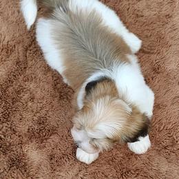 Cavachon, Cavalier King Charles Spaniel, Cavapoo, and Havanese Puppies from Peaks Pups & Cavachon Love Chocolate Cavaliers, Cavaliers, Cavachon’s, Cavapoos & Havanese