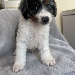 Kodi - Merle male Goldendoodle puppy in Lowville, New York from Adirondack Labradoodles