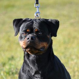 Roma - Rottweiler