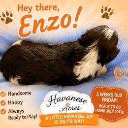 Enzo - Chocolate male Havanese puppy in Hawthorne, Florida from Havanese Acres