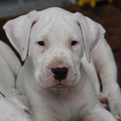 Dogo Argentino and Greyhound Puppies from Wayward Dogos and Hounds