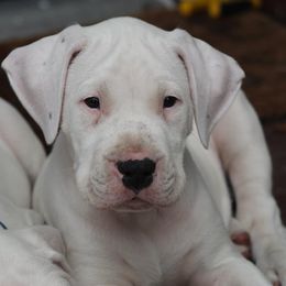 Dogo Argentino and Greyhound Puppies from Wayward Dogos and Hounds