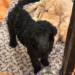Heritage - green collar - Black female Poodle puppy in Lebanon, Ohio from Lucky's Legacy
