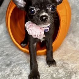 Eudora - Black and white female Chihuahua puppy in Niagara County, New York from Coolballow Chihuahuas