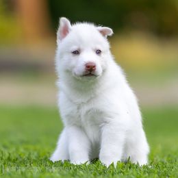 Siberian Husky Puppies from Lilbearshuskies